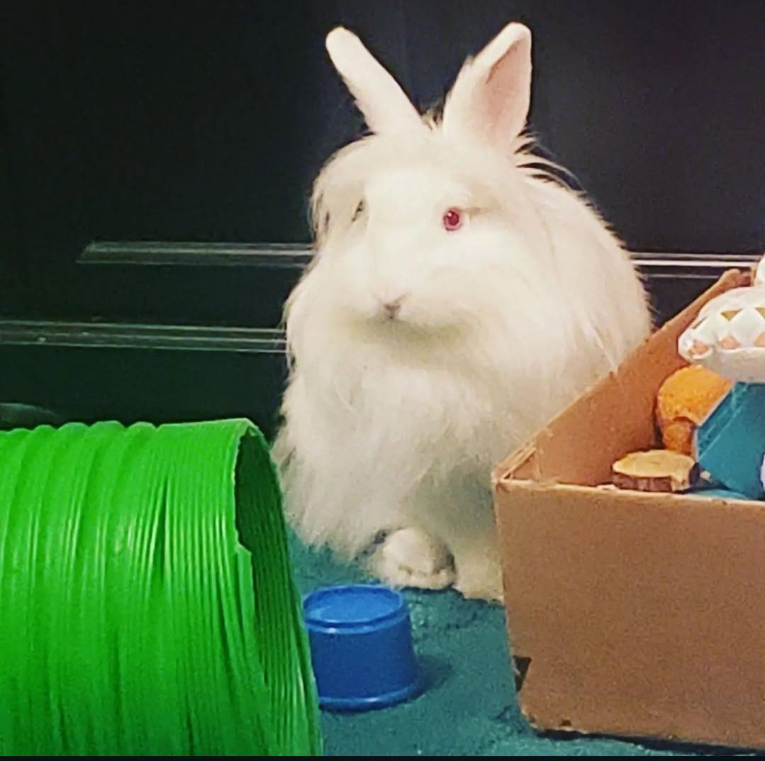 Enlarge *Eddie and Buggs, a Adoptable Lionhead in Waynesboro, VA image 3/4