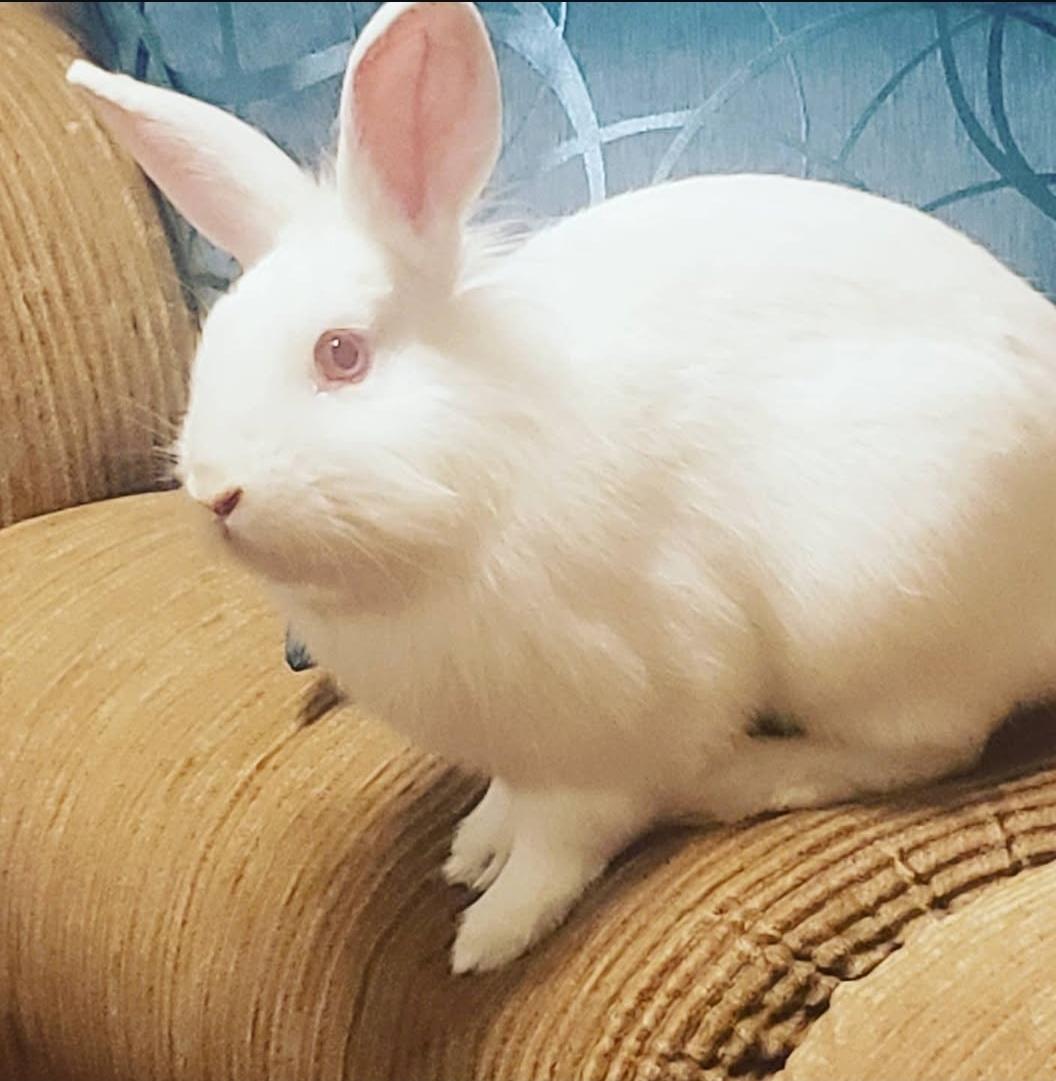 Enlarge *Eddie and Buggs, a Adoptable Lionhead in Waynesboro, VA image 4/4