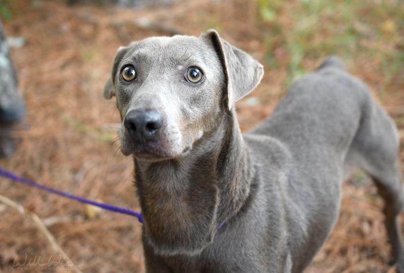 Jack Skellington thumbnail 2