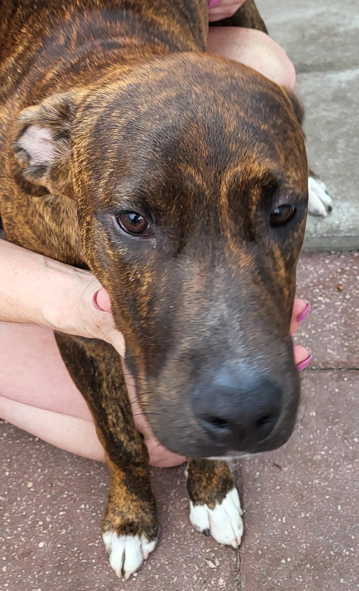 Enlarge Casimir, a Adoptable mixed breed in Sarasota, FL image 2/6