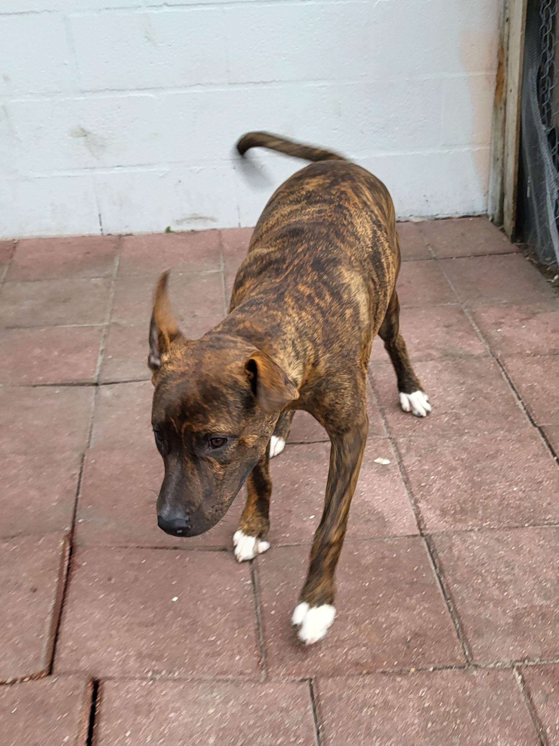 Enlarge Casimir, a Adoptable mixed breed in Sarasota, FL image 3/6