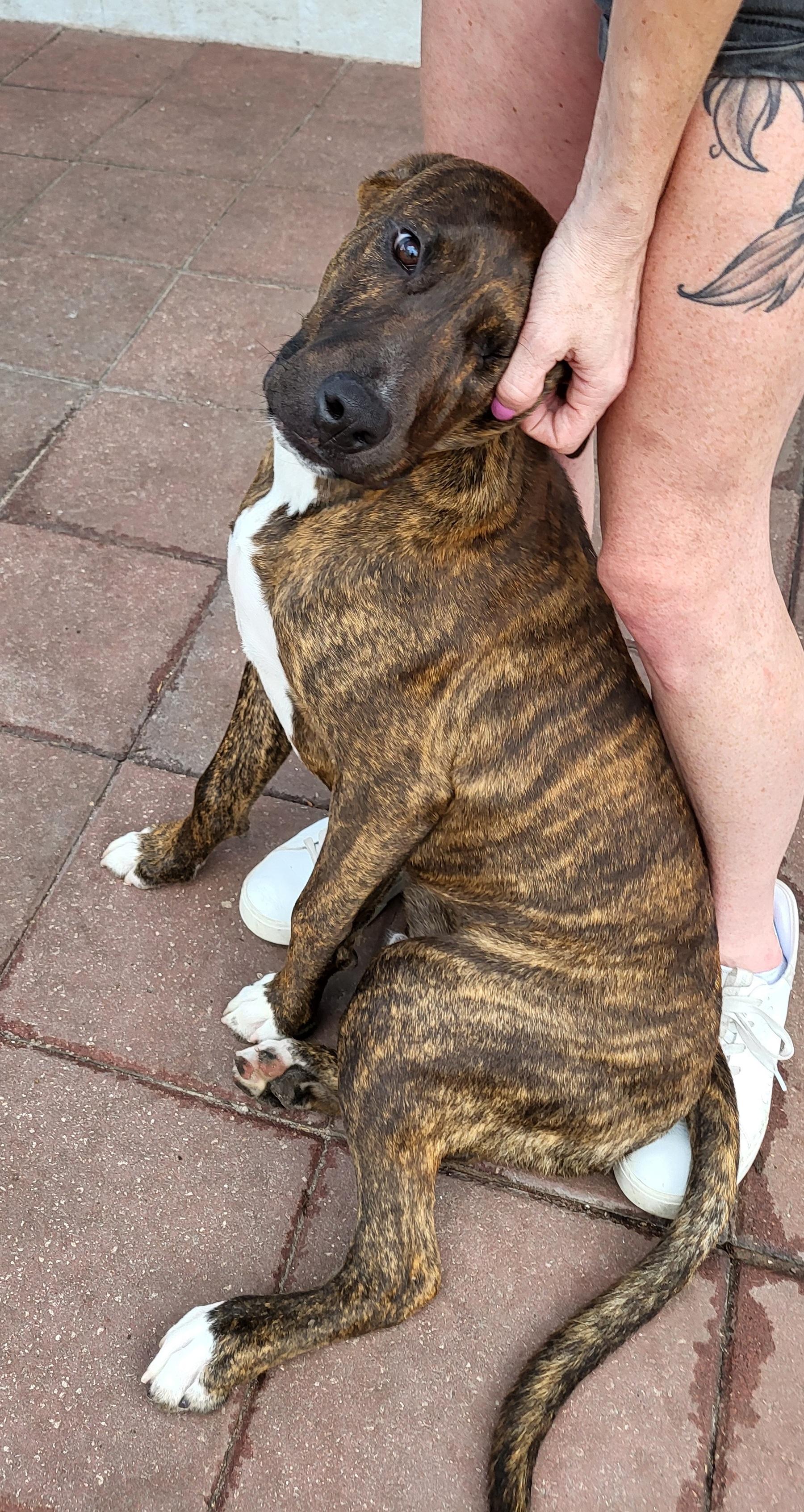 Enlarge Casimir, a Adoptable mixed breed in Sarasota, FL image 4/6