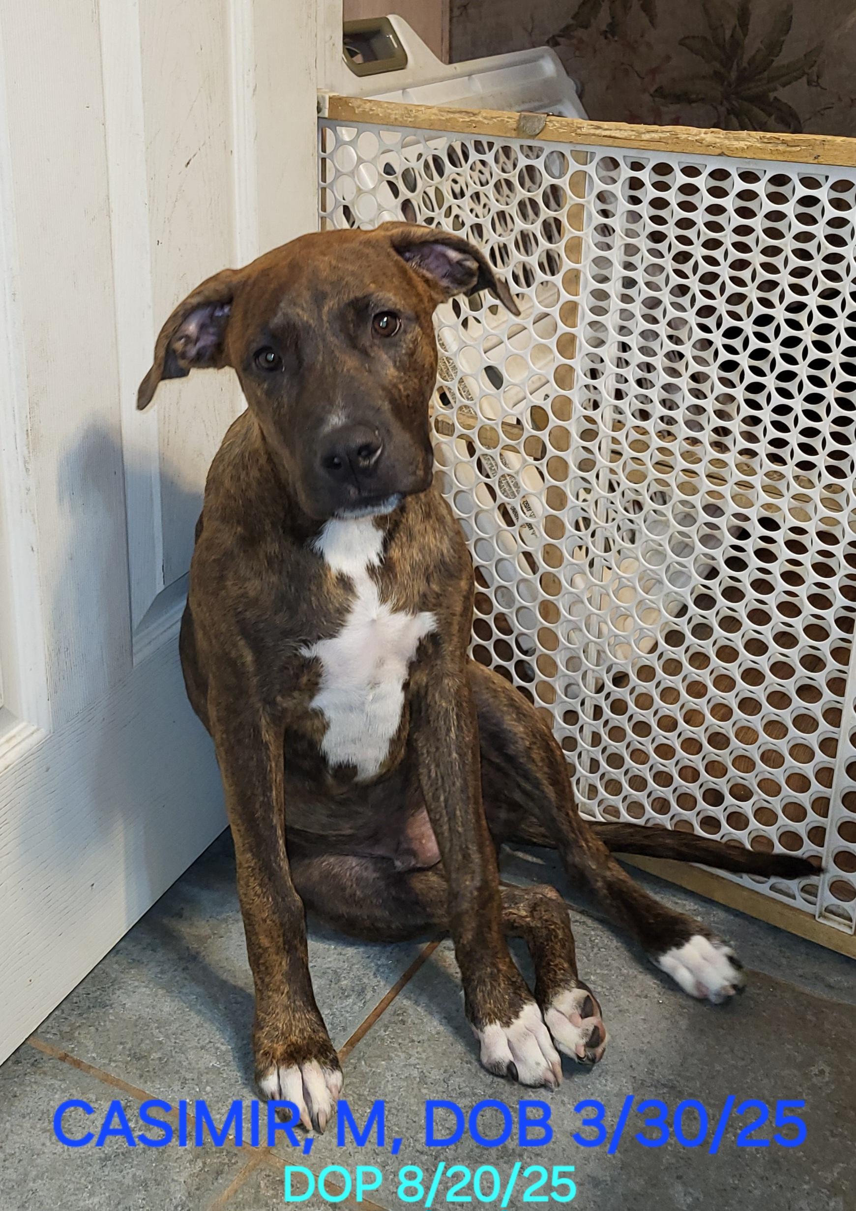 Enlarge Casimir, a Adoptable mixed breed in Sarasota, FL image 1/6