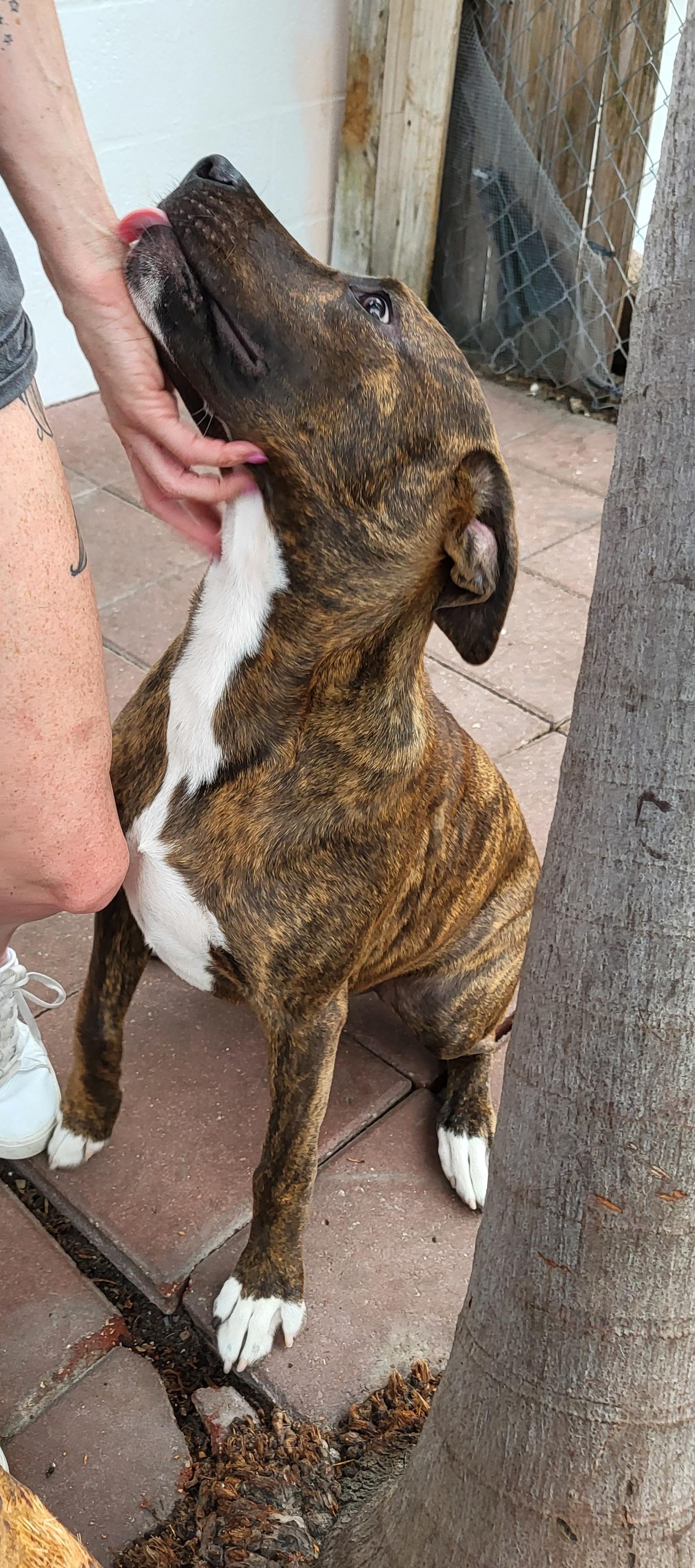 Enlarge Casimir, a Adoptable mixed breed in Sarasota, FL image 5/6