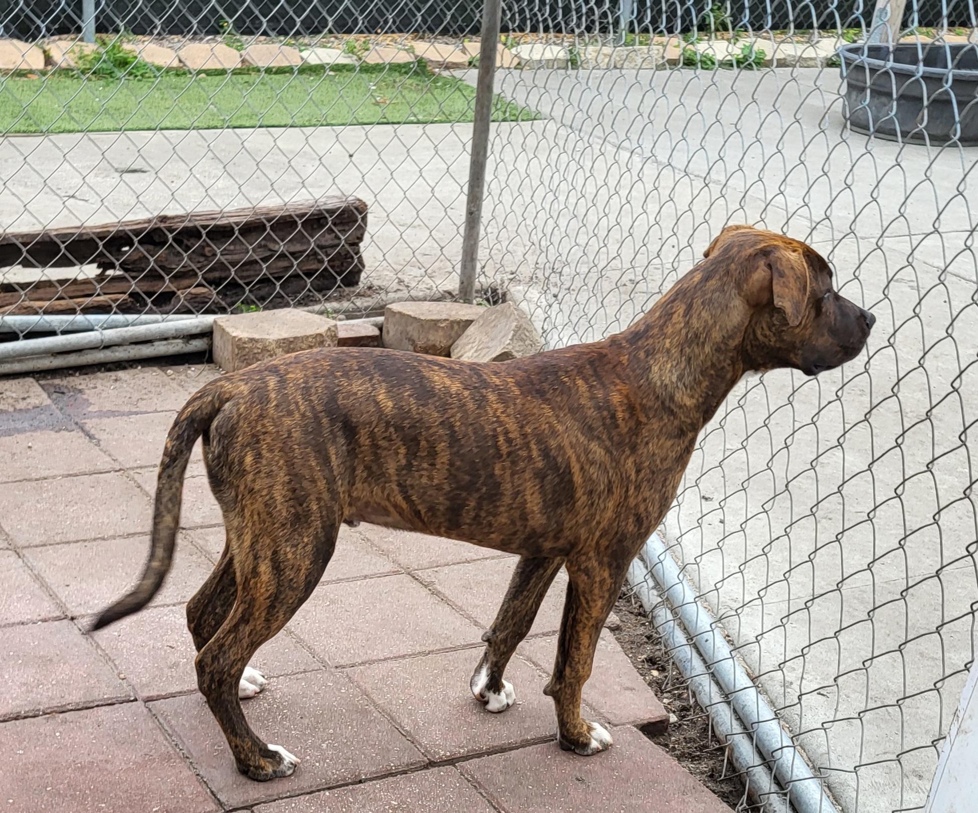 Enlarge Casimir, a Adoptable mixed breed in Sarasota, FL image 6/6