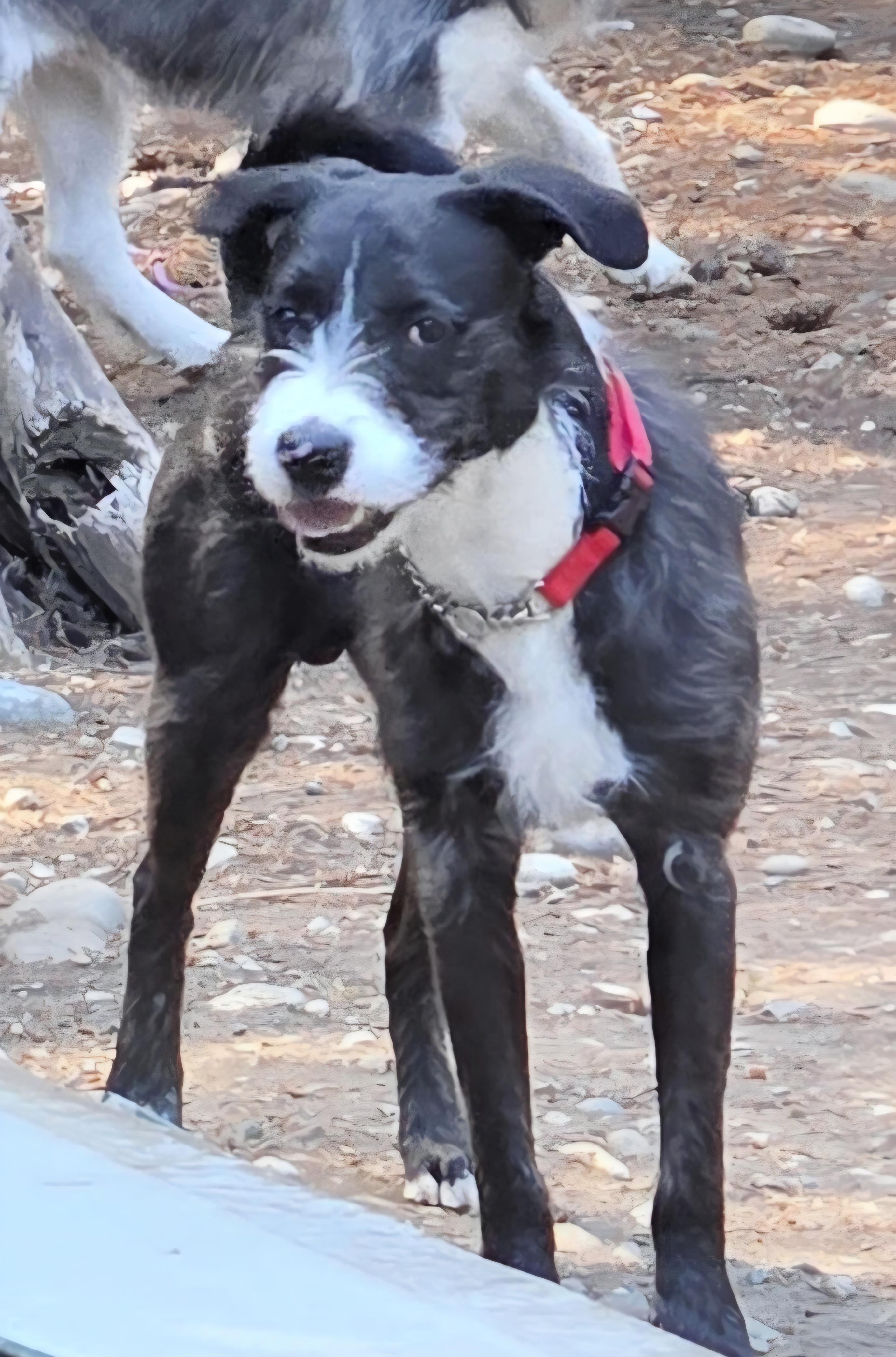 Enlarge Rocky, a ADOPTABLE mixed breed in AUBURN, WA image 2/3