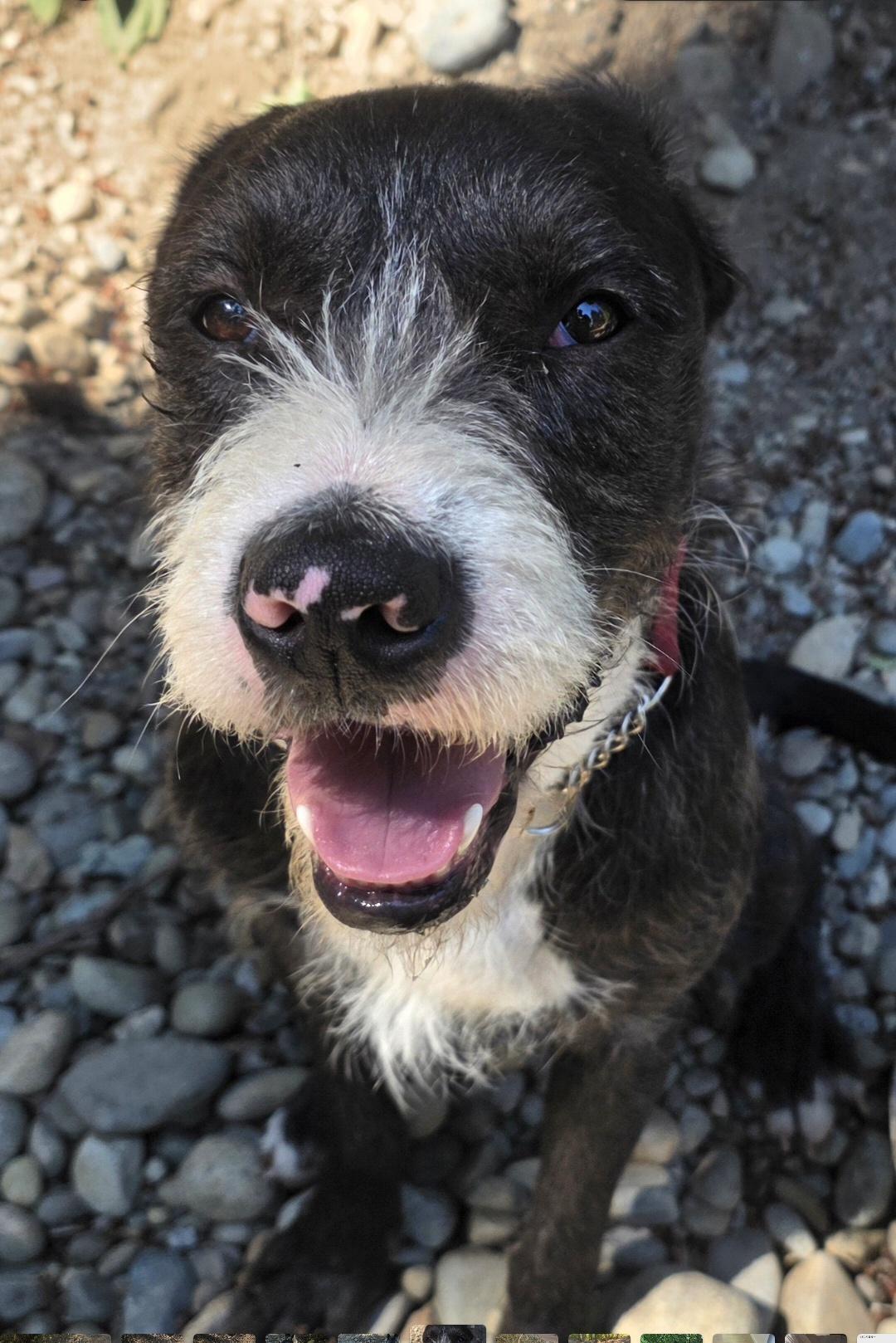 Rocky, ADOPTABLE, Young Male Terrier.