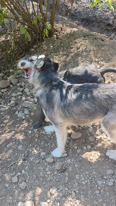 Enlarge Rocky, a ADOPTABLE mixed breed in AUBURN, WA video 3/3