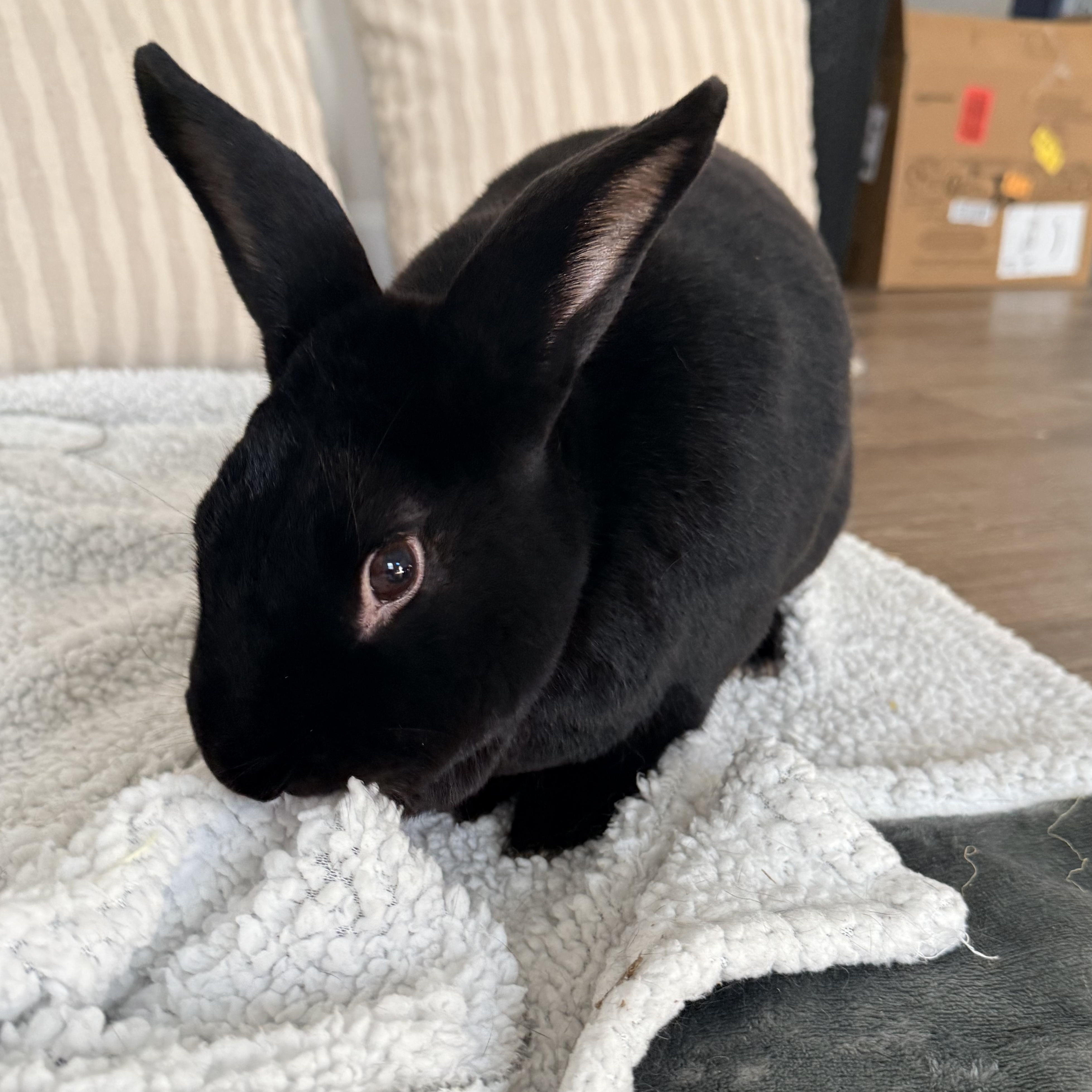 Ringo (c) photo