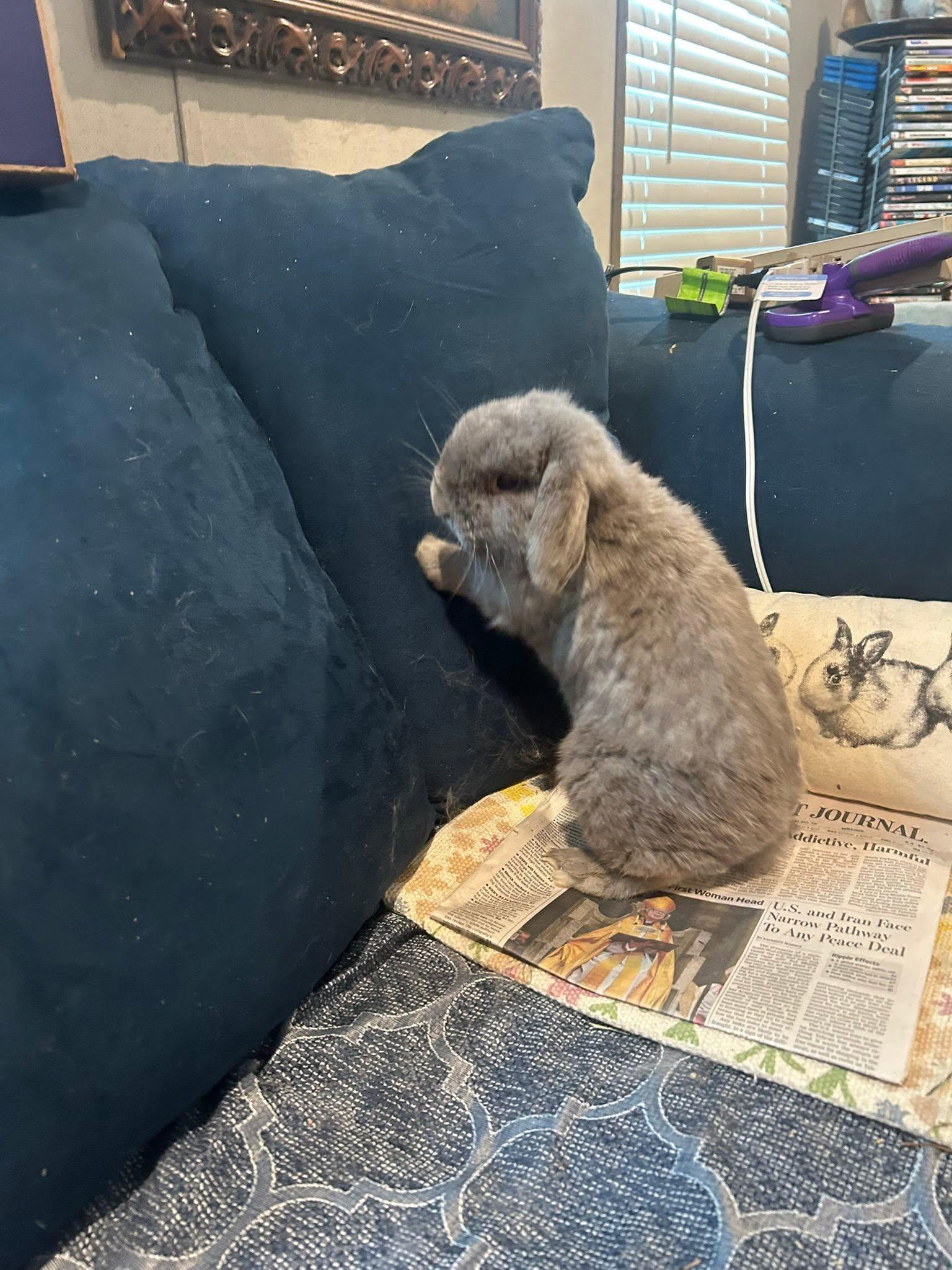 Enlarge Wembly, an adopted French Lop in Paradis, LA image 4/5