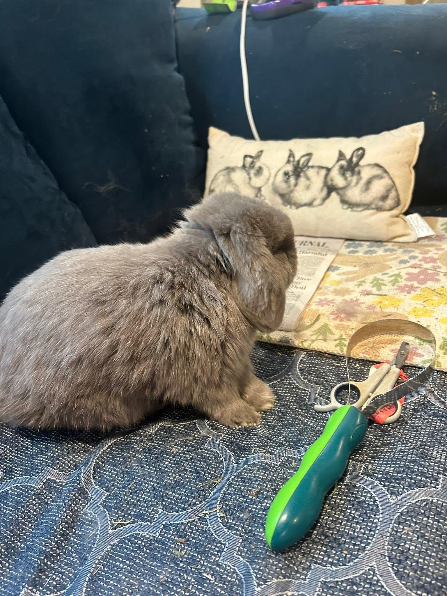 Enlarge Wembly, an adopted French Lop in Paradis, LA image 3/5