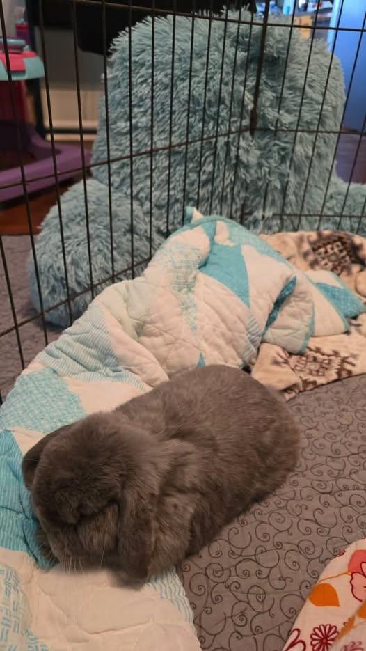 Enlarge Wembly, an adopted French Lop in Paradis, LA image 5/5