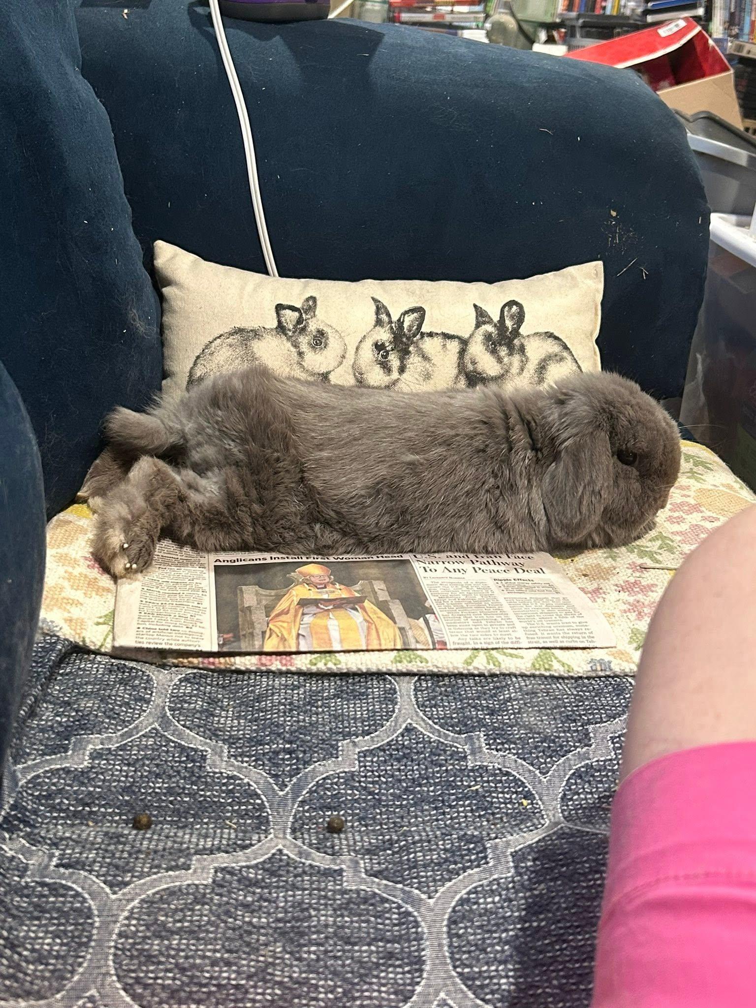 Wembly, adopted, Senior Male French Lop.