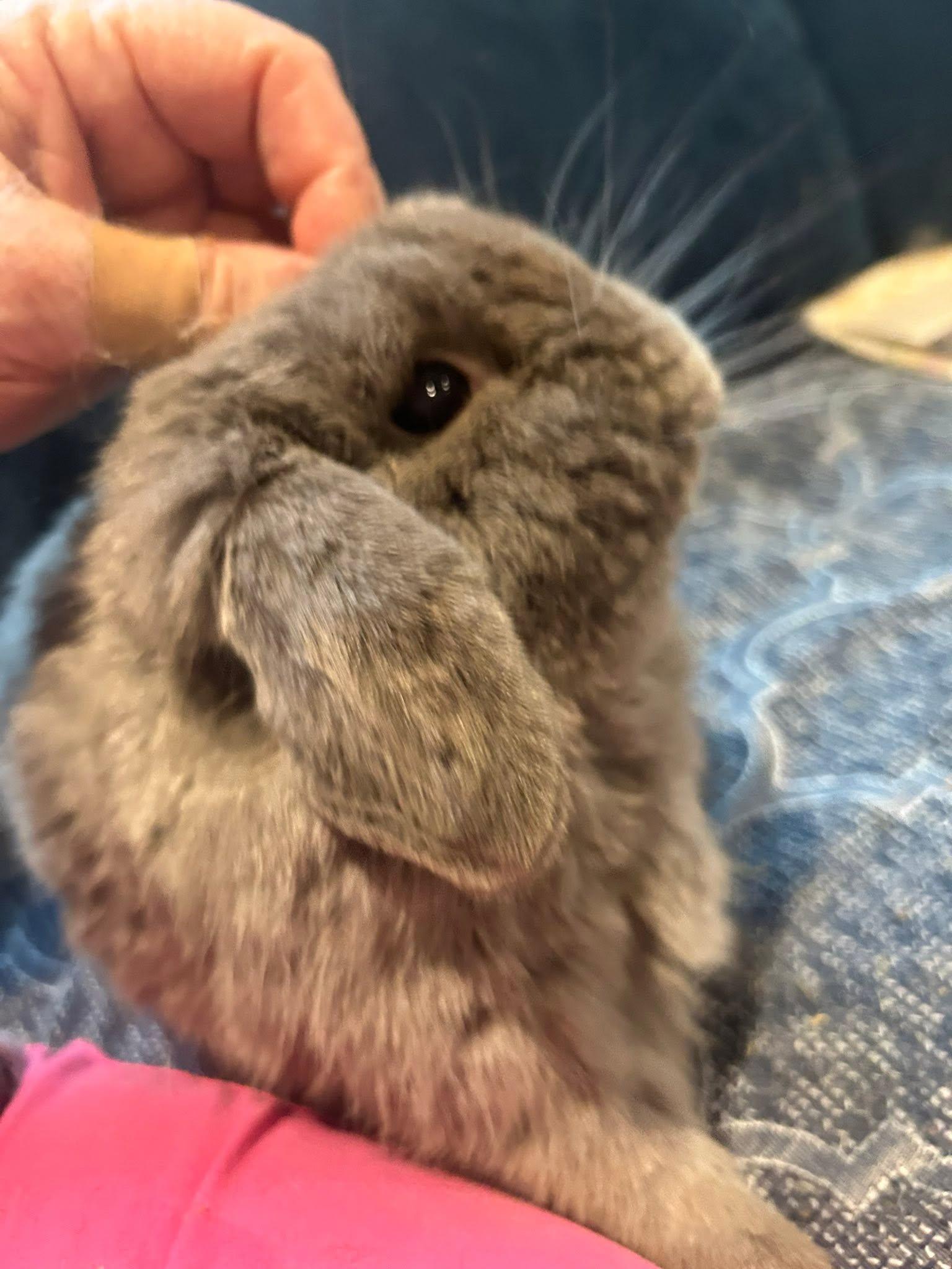 Enlarge Wembly, an adopted French Lop in Paradis, LA image 2/5