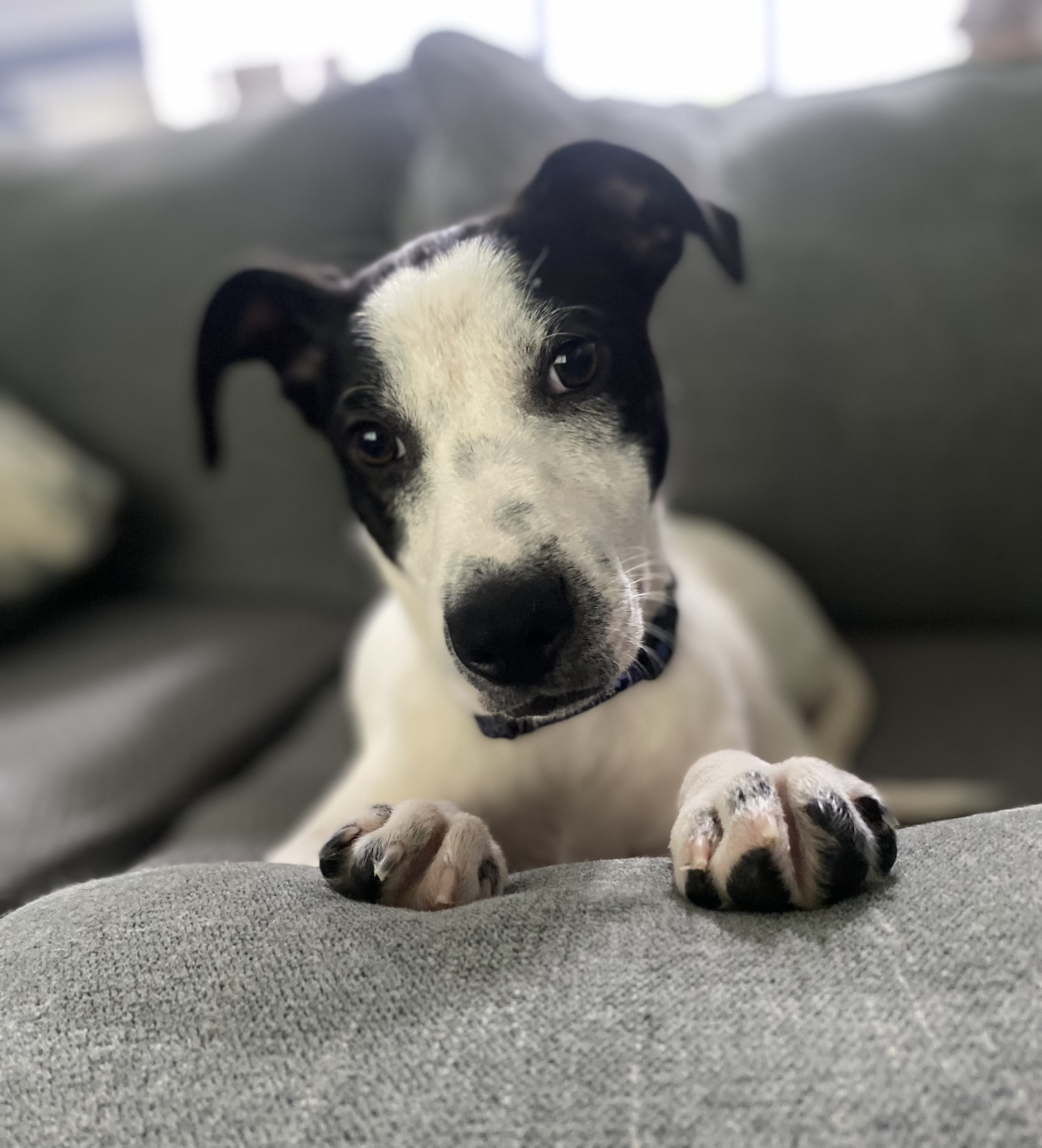 Kylie, a Adopted Mixed Breed in Charlotte, NC image 2/4