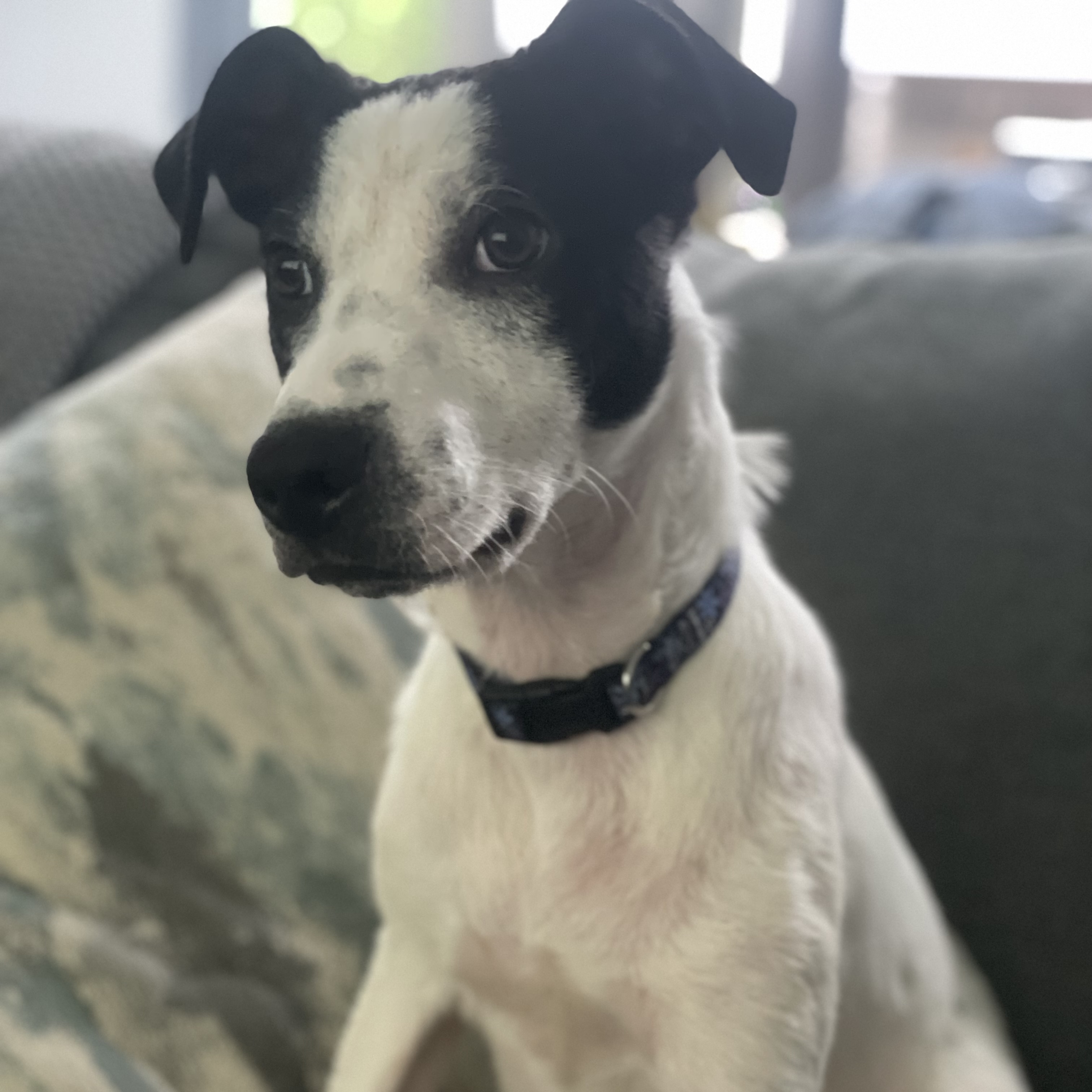 Kylie, a Adopted Mixed Breed in Charlotte, NC image 3/4