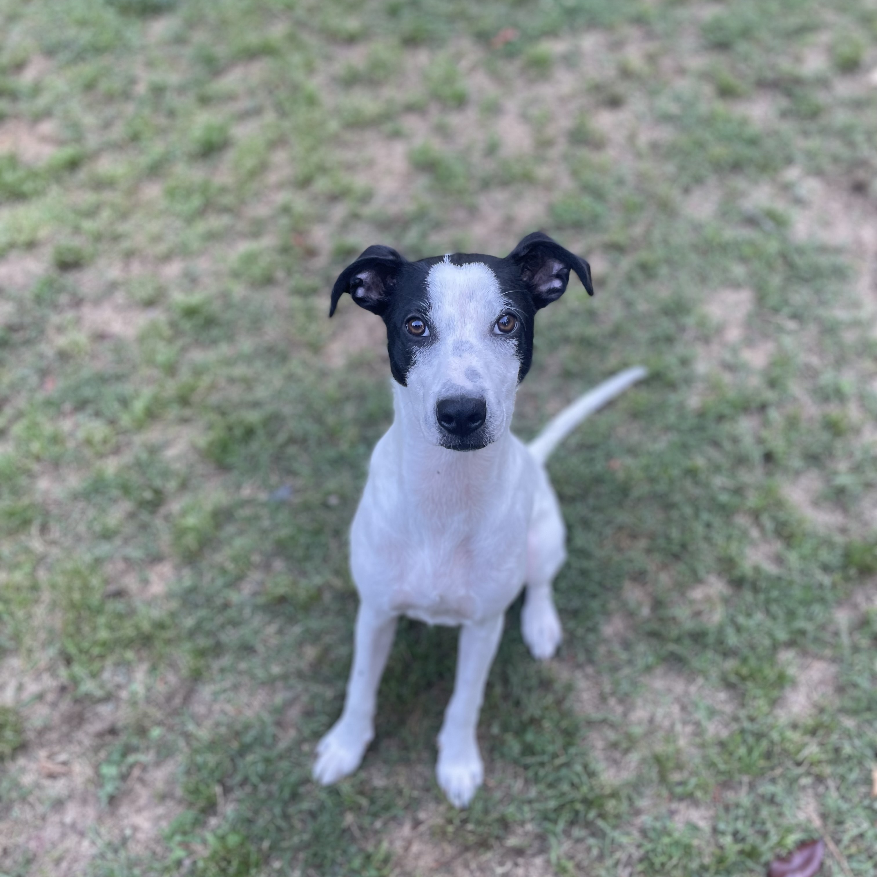 Kylie, a Adopted Mixed Breed in Charlotte, NC image 1/4