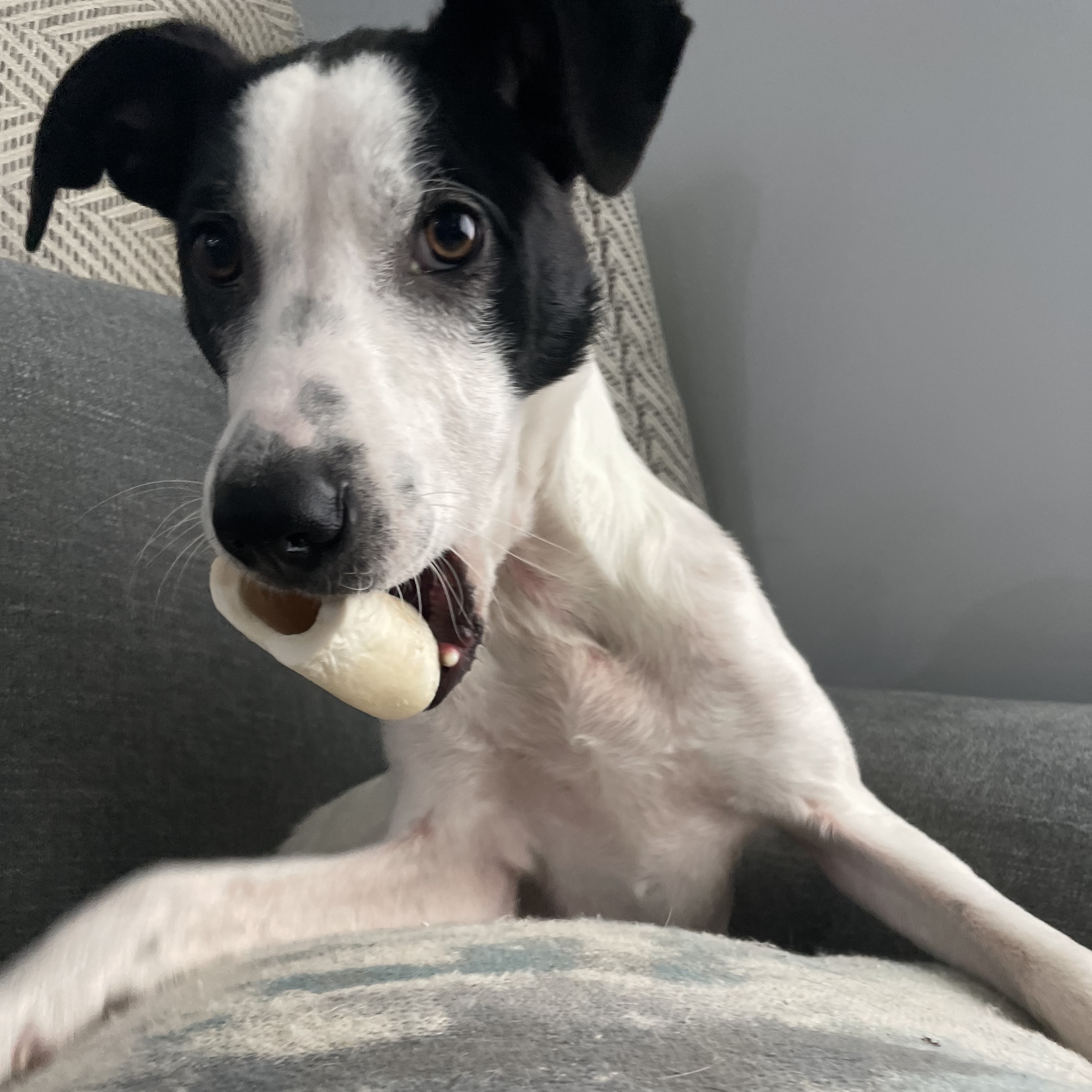 Enlarge Kylie, a Adopted Mixed Breed in Charlotte, NC image 4/4