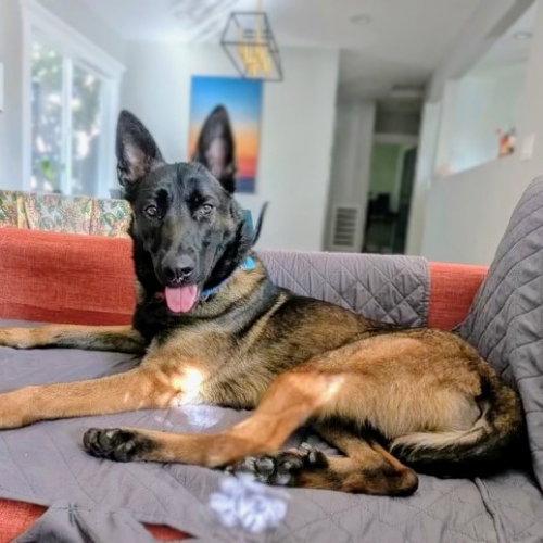 Roadie, Adoptable, Young Male Belgian Shepherd / Malinois.