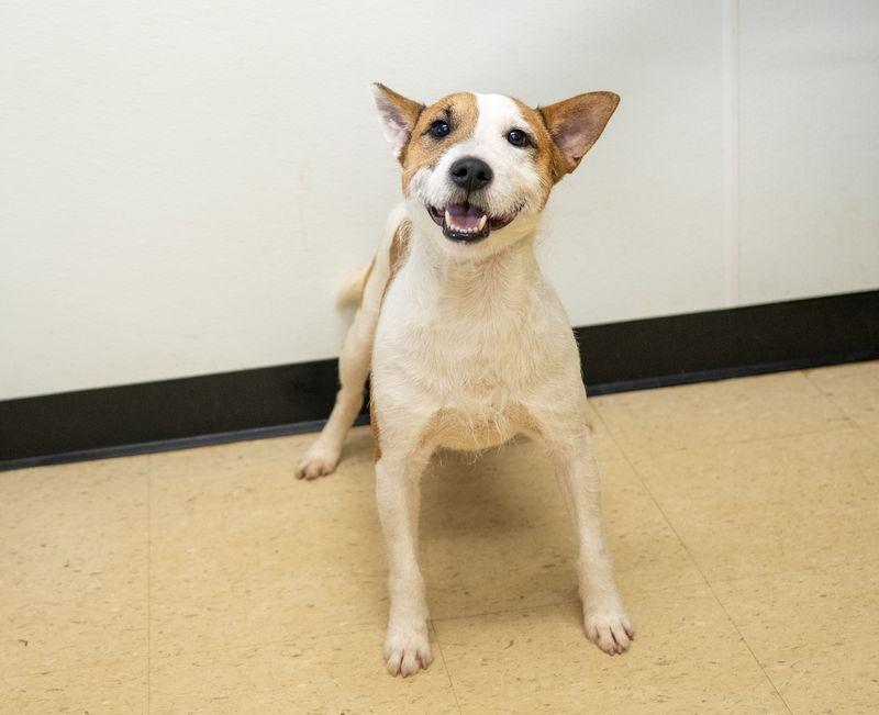 Enlarge Manny, a Adopted mixed breed in Winston, GA image 1/3