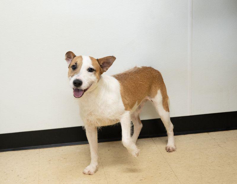 Enlarge Manny, a Adopted mixed breed in Winston, GA image 2/3