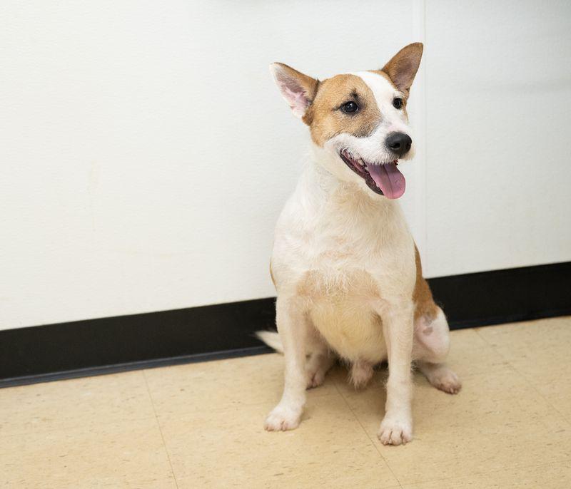 Enlarge Manny, a Adopted mixed breed in Winston, GA image 3/3