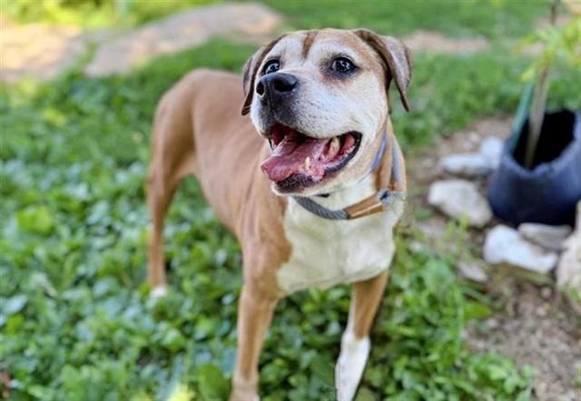 TINY, Adoptable, Senior Male Terrier.