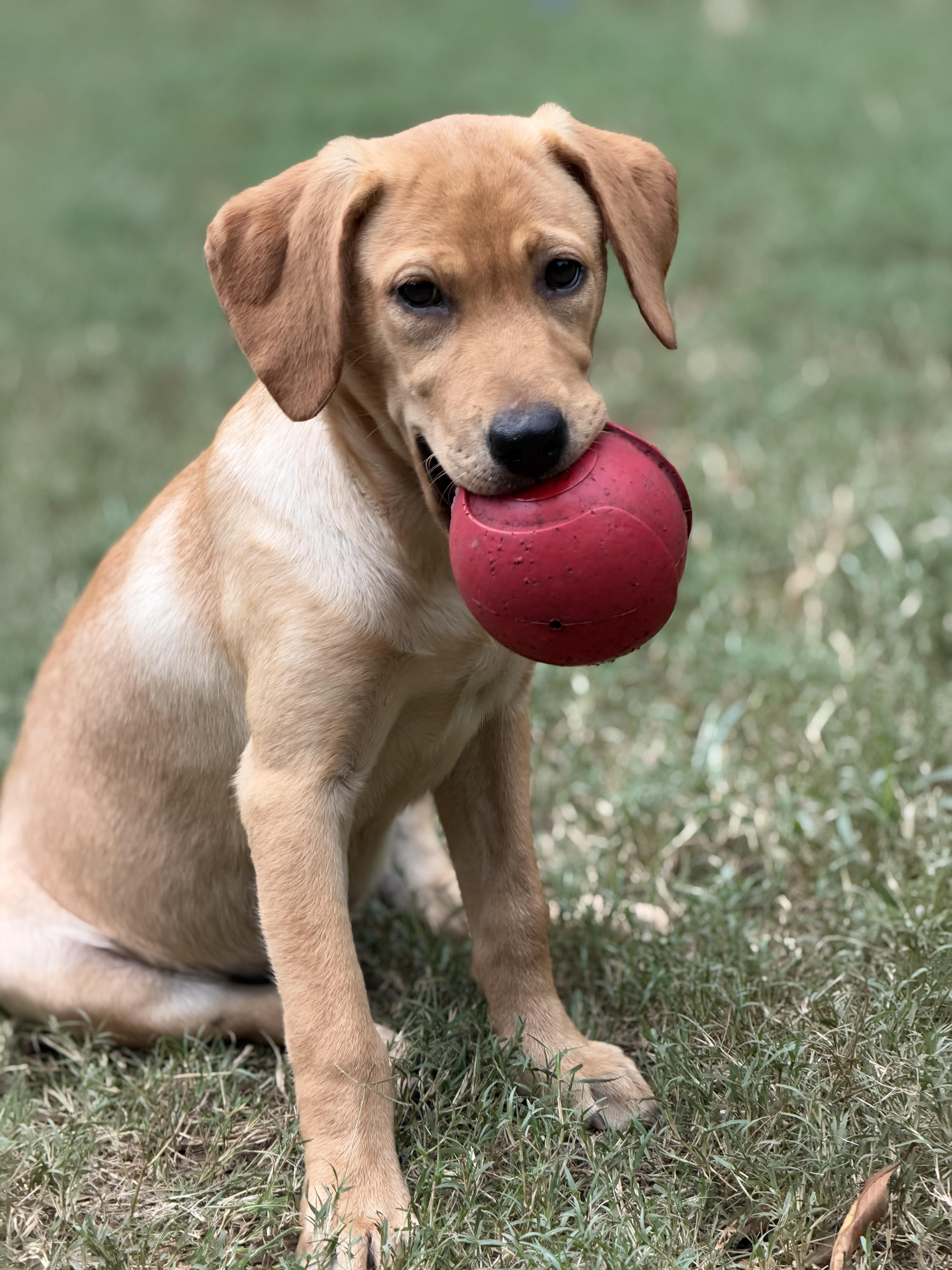 Enlarge Karen, a Adoptable mixed breed in Mt Pleasant, SC image 4/6