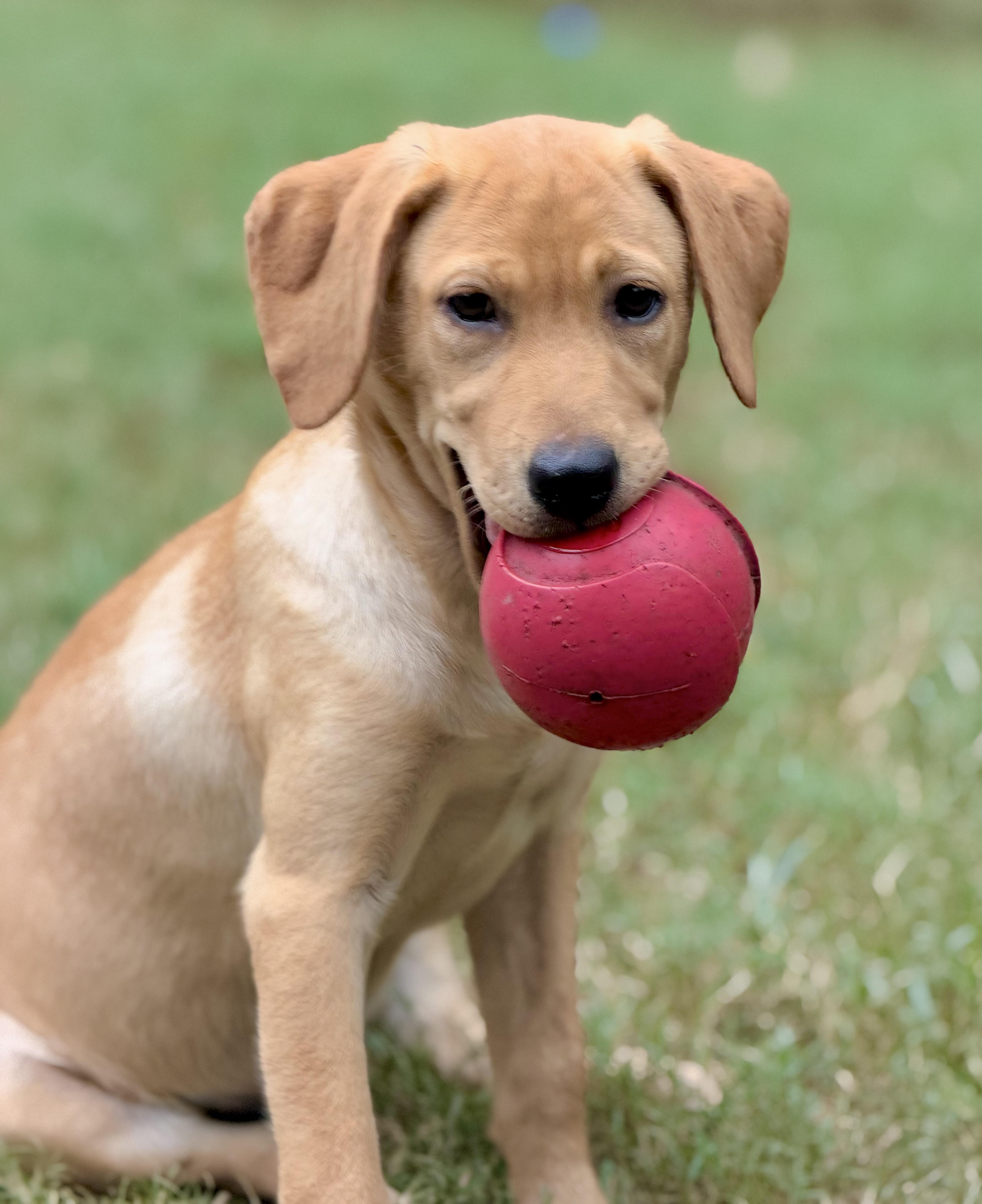 Enlarge Karen, a Adoptable mixed breed in Mt Pleasant, SC image 2/6