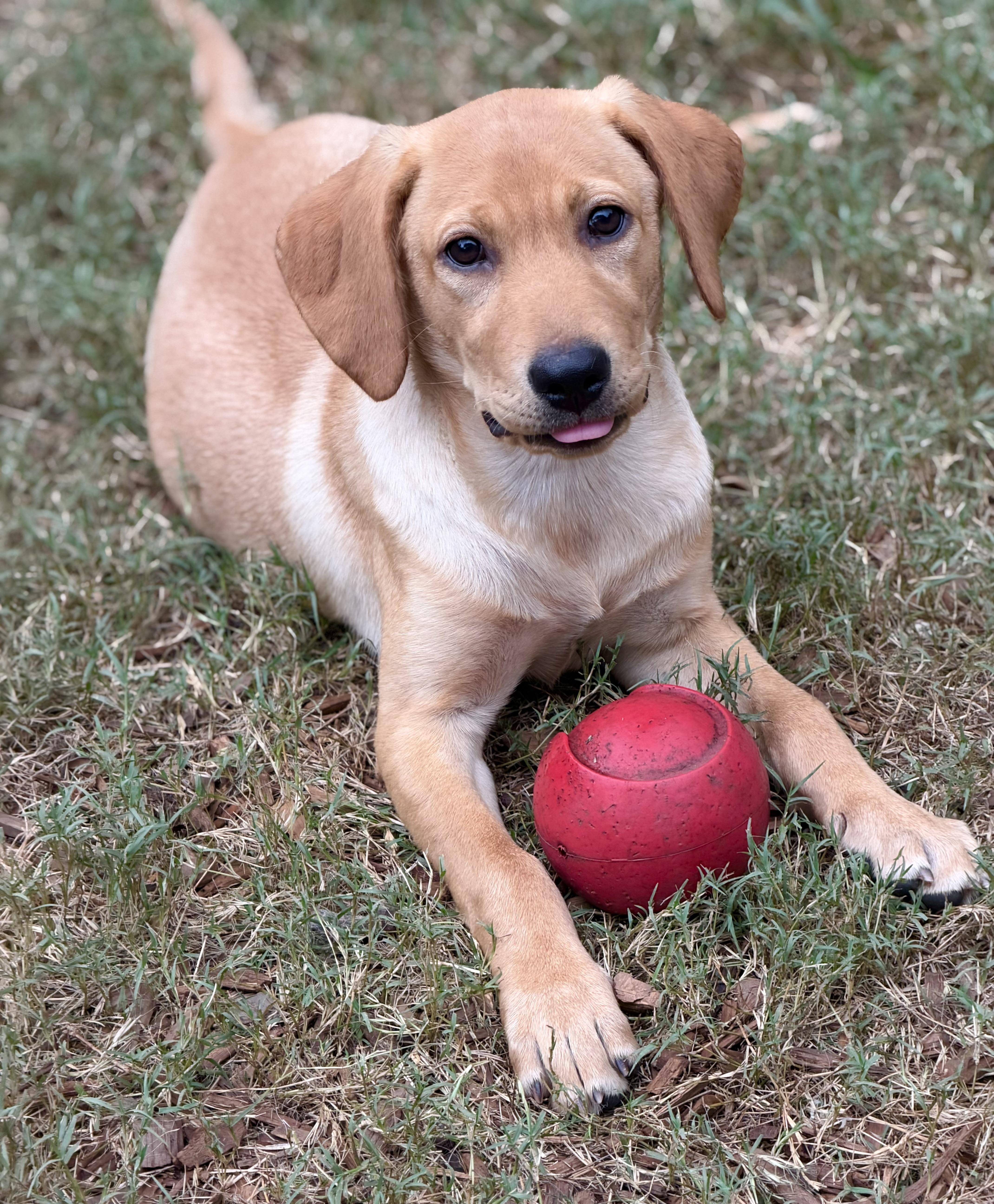 Enlarge Karen, a Adoptable mixed breed in Mt Pleasant, SC image 6/6