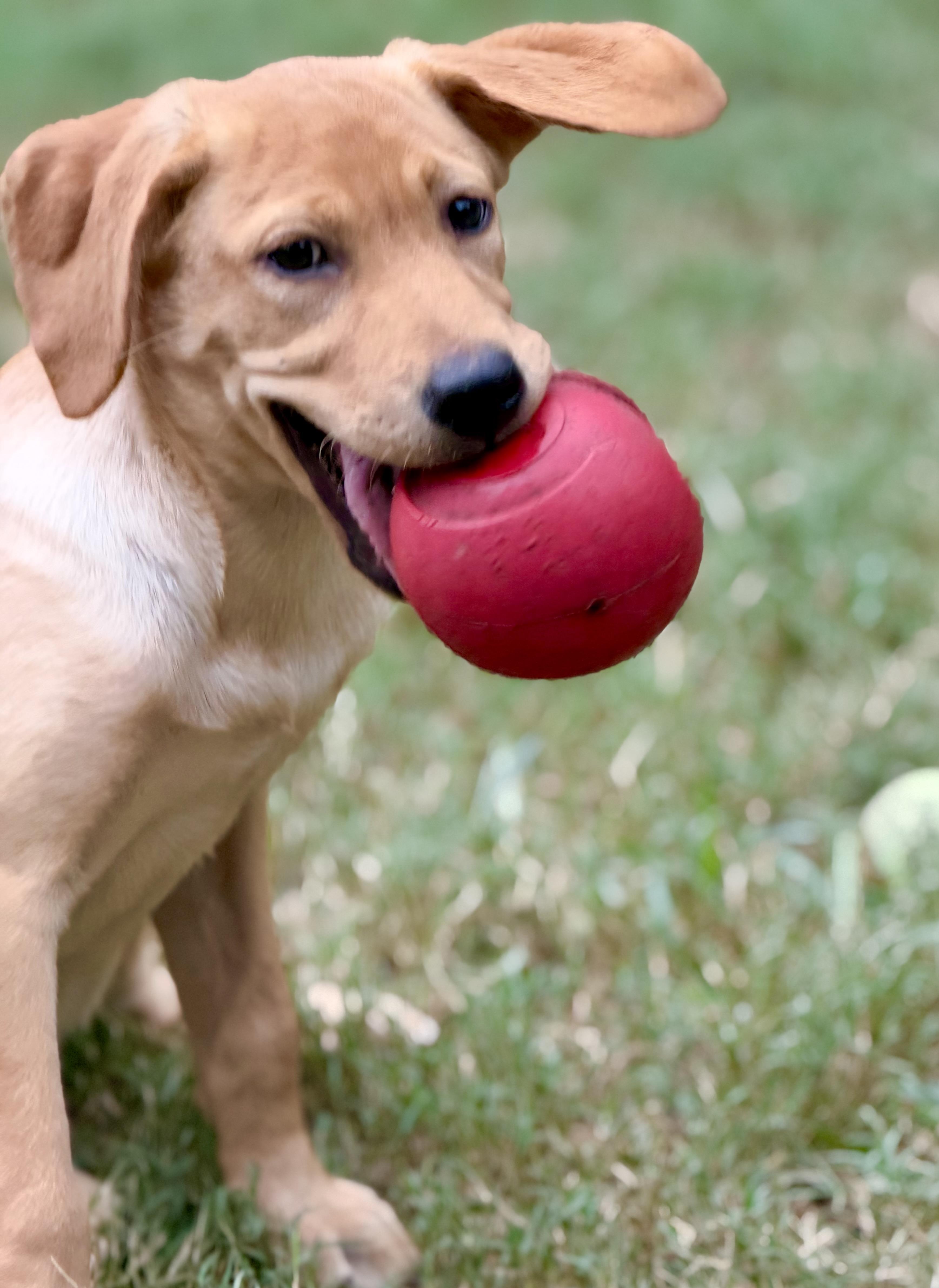 Enlarge Karen, a Adoptable mixed breed in Mt Pleasant, SC image 5/6