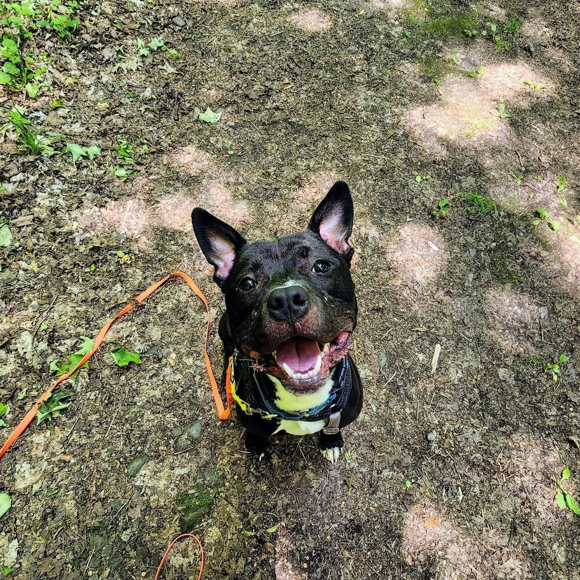 Titan, a ADOPTABLE Terrier in North Syracuse, NY image 4/4