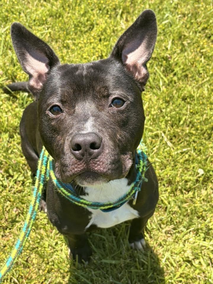 Titan, ADOPTABLE, Young Male Terrier.