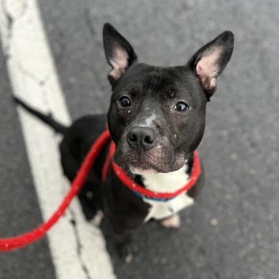 Titan, a ADOPTABLE Terrier in North Syracuse, NY image 3/4