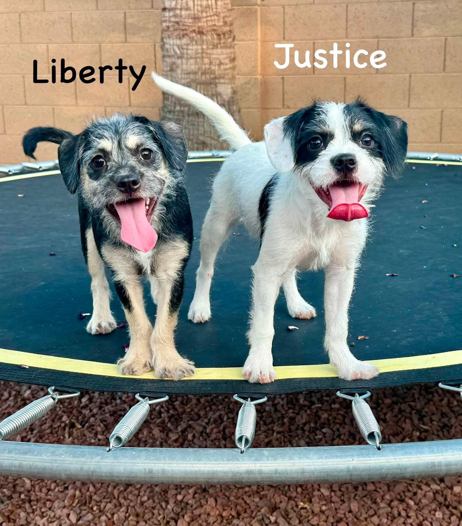 Justice, Adopted, Puppy Female Border Terrier & Parson Russell Terrier.