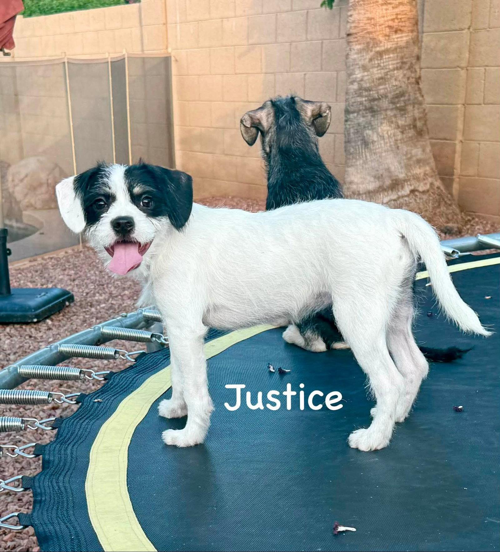 Justice, a Adopted mixed breed in Phoenix, AZ image 2/3