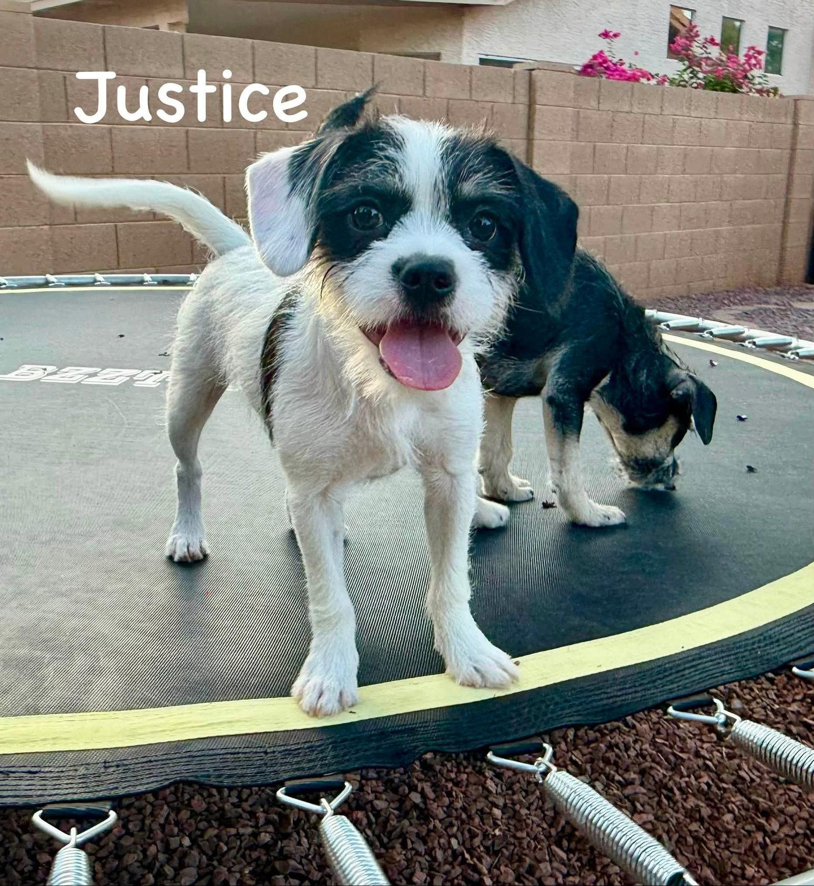 Justice, a Adopted mixed breed in Phoenix, AZ image 3/3