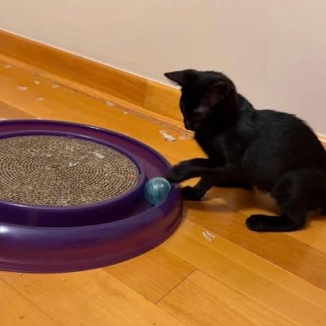Enlarge Potato, a Adoptable Domestic Medium Hair in Westland, MI image 3/4