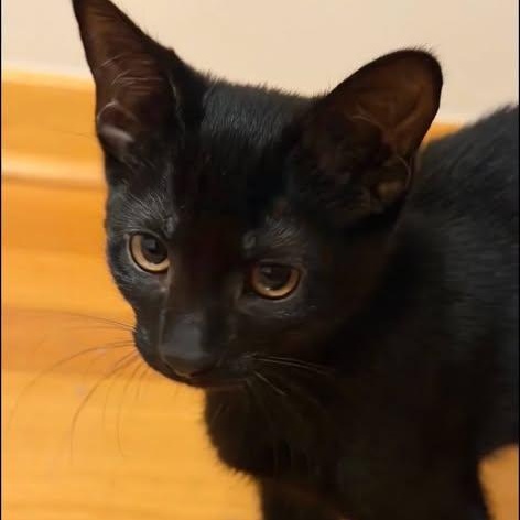 Potato, Adoptable, Kitten Female Domestic Medium Hair.