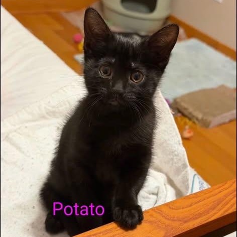 Enlarge Potato, a Adoptable Domestic Medium Hair in Westland, MI image 4/4