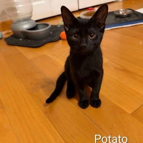 Enlarge Potato, a Adoptable Domestic Medium Hair in Westland, MI image 2/4