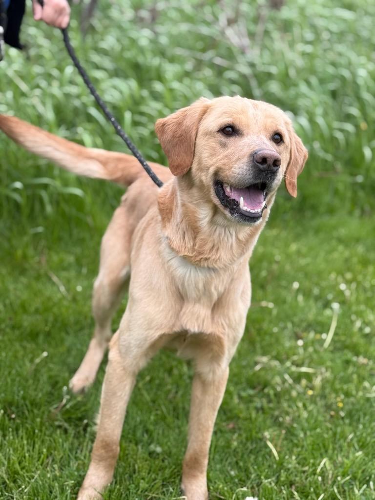 Enlarge Baxter, an adoptable Labrador Retriever in Hamilton, ON image 5/5