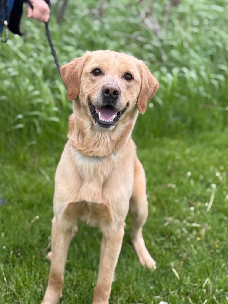 Enlarge Baxter, an adoptable Labrador Retriever in Hamilton, ON image 4/5