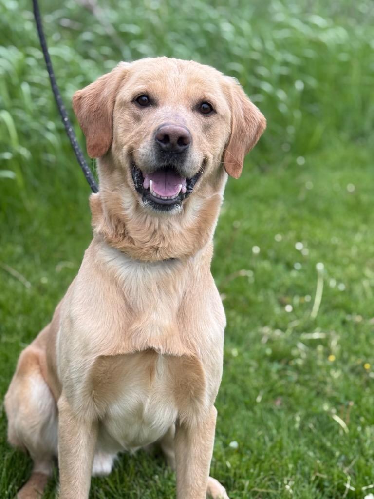 Enlarge Baxter, an adoptable Labrador Retriever in Hamilton, ON image 1/5