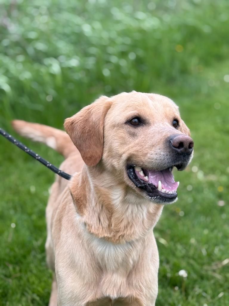Enlarge Baxter, an adoptable Labrador Retriever in Hamilton, ON image 2/5