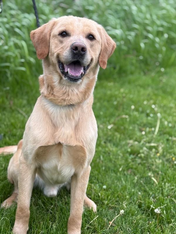 Enlarge Baxter, an adoptable Labrador Retriever in Hamilton, ON image 3/5