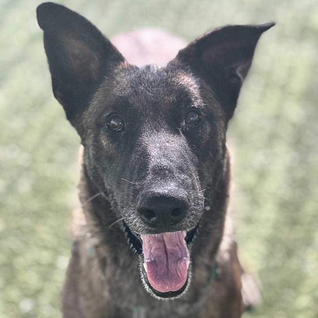 Venus, Adoptable, Senior Female Belgian Shepherd / Malinois & Mixed Breed.