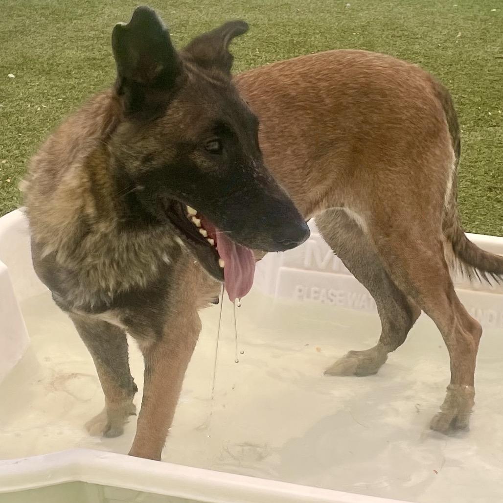Venus, Adoptable, Senior Female German Shepherd Dog & Mixed Breed.