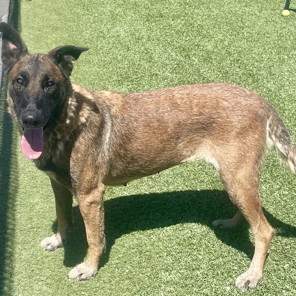 Venus, a Adoptable mixed breed in Henderson, NV image 2/5