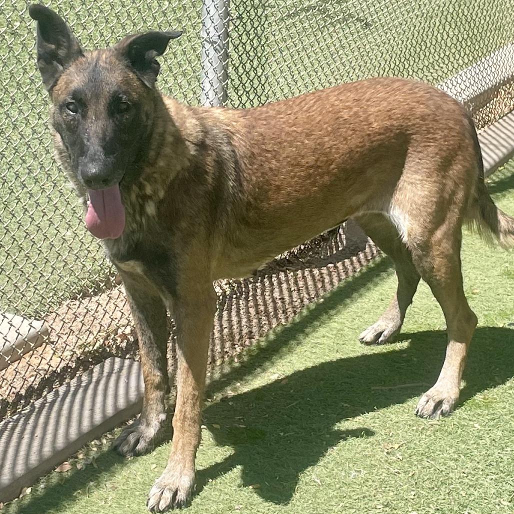 Venus, a Adoptable mixed breed in Henderson, NV image 3/5
